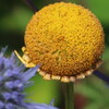 花？