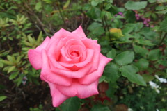 薔薇