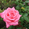 薔薇