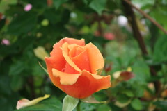 CA1B5227-85EA-48EB-9857-67683FDE7A4E
