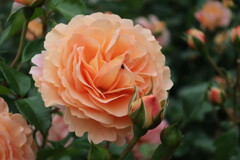 5F47769C-3843-431E-917D-F0FB93CF8302