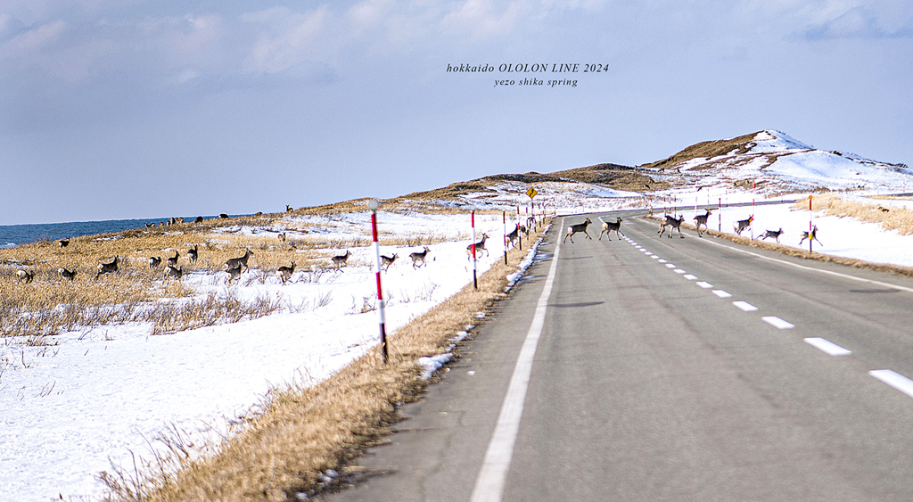 北海道　春に撮った写真⑤　「鹿　横断・飛び出し注意　よくわかります」