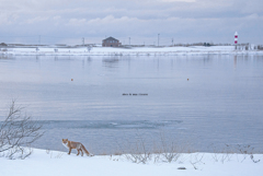 北海道　冬に撮った写真③　石狩灯台とキタキツネ