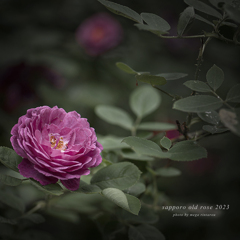 北海道　夏に撮った写真丸⑮　百合が原公園で撮った薔薇③