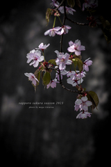北海道　春に撮った写真⑮　札幌　円山公園の桜