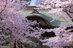 北海道　春に撮った写真⑥　小樽　天上寺　桜咲く2025
