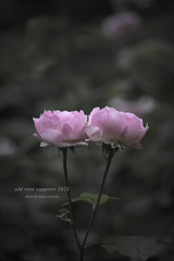 北海道　夏に撮った写真⑱　百合が原公園で撮った薔薇⑥