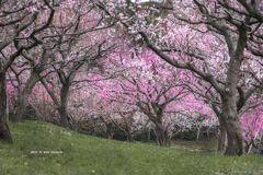 北海道　春に撮った写真⑨　梅林　札幌　平岡公園2025年