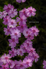 北海道　春に撮った写真⑱　「さいた・咲いた・芝桜」倶知安町にて