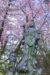 北海道　春に撮った写真⑤　小樽　天上寺　桜咲く2025