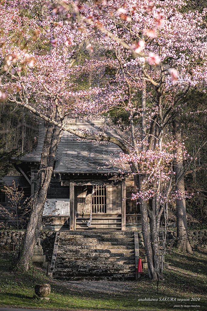 旭北海道　春に撮った写真⑭　旭山公園　旭山稲荷金刀比羅神社と桜2024