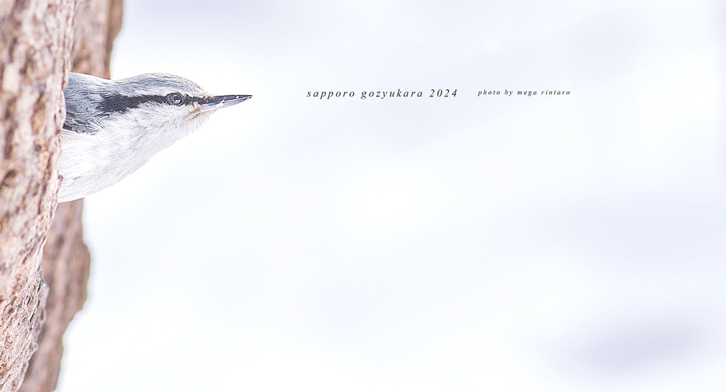 北海道　冬に撮った写真80　マクロレンズで「ゴジュウカラ」に挑戦（トリミング）③