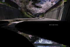 北海道　春に撮った写真④　桜咲く