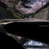 北海道　春に撮った写真④　桜咲く