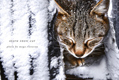 北海道　冬に撮った写真⑬　北海道　小樽市　冬猫