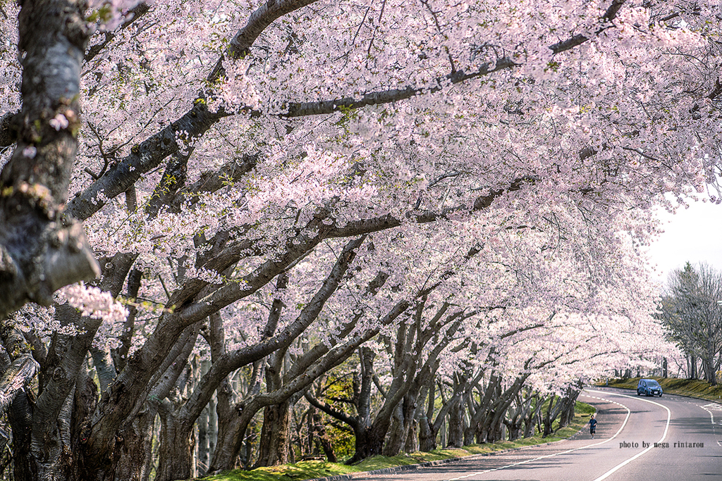 北海道　春に撮った写真⑯　石狩市　戸田記念墓地公園の桜　2025