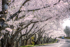 北海道　春に撮った写真⑯　石狩市　戸田記念墓地公園の桜　2025