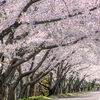 北海道　春に撮った写真⑯　石狩市　戸田記念墓地公園の桜　2025