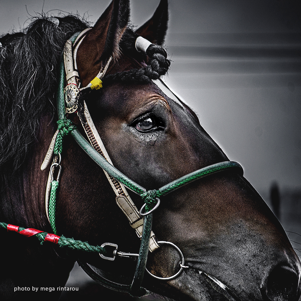 馬の表情