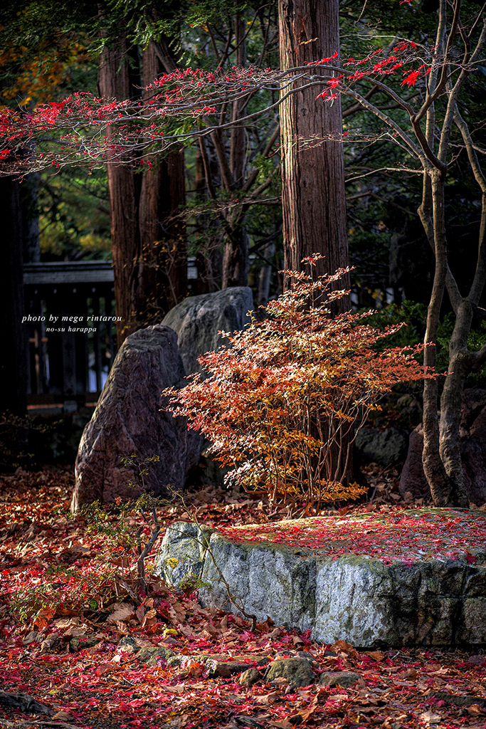北海道　秋に撮った写真⑲　北海道神宮の秋