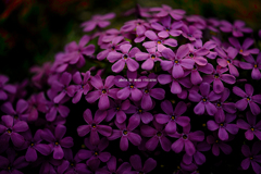 北海道　春に撮った写真⑰　「芝桜」倶知安町にて