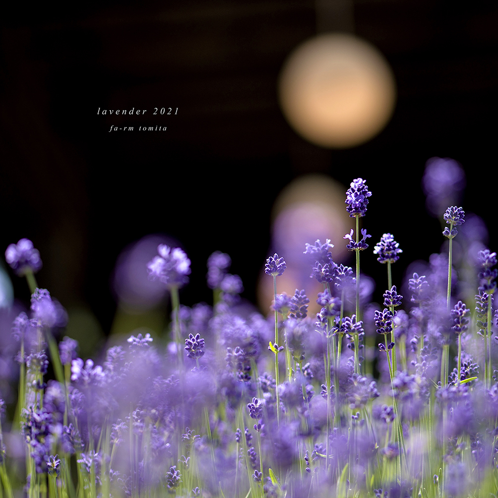 北海道　夏に撮った写真②　ラベンダー