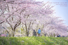 北海道　春に撮った写真⑭　余市　桜堤