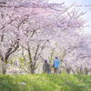 北海道　春に撮った写真⑭　余市　桜堤
