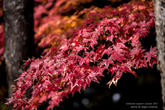北海道　秋に撮った写真⑫　北海道神宮の秋