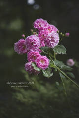 北海道　夏に撮った写真㉑　百合が原公園で撮った薔薇⑨