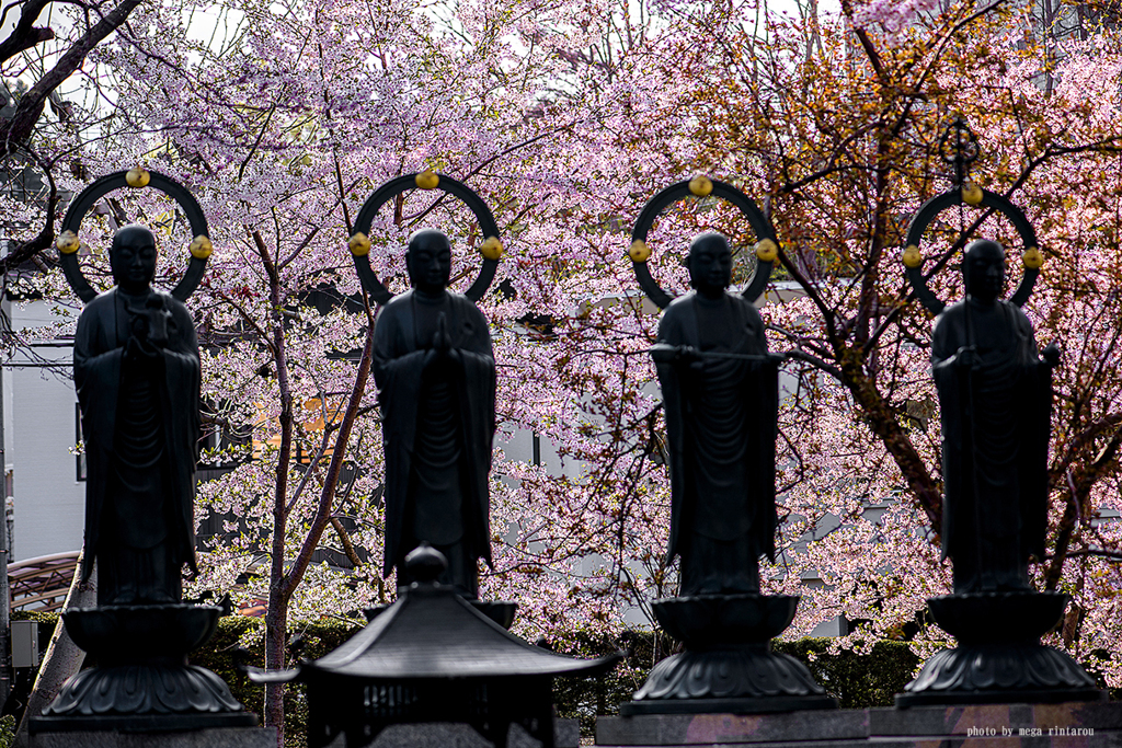 北海道　春に撮った写真⑫　小樽　天上寺　桜2025
