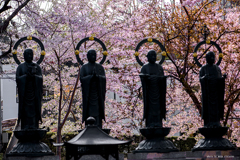 北海道　春に撮った写真⑫　小樽　天上寺　桜2025