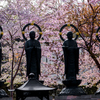 北海道　春に撮った写真⑫　小樽　天上寺　桜2025