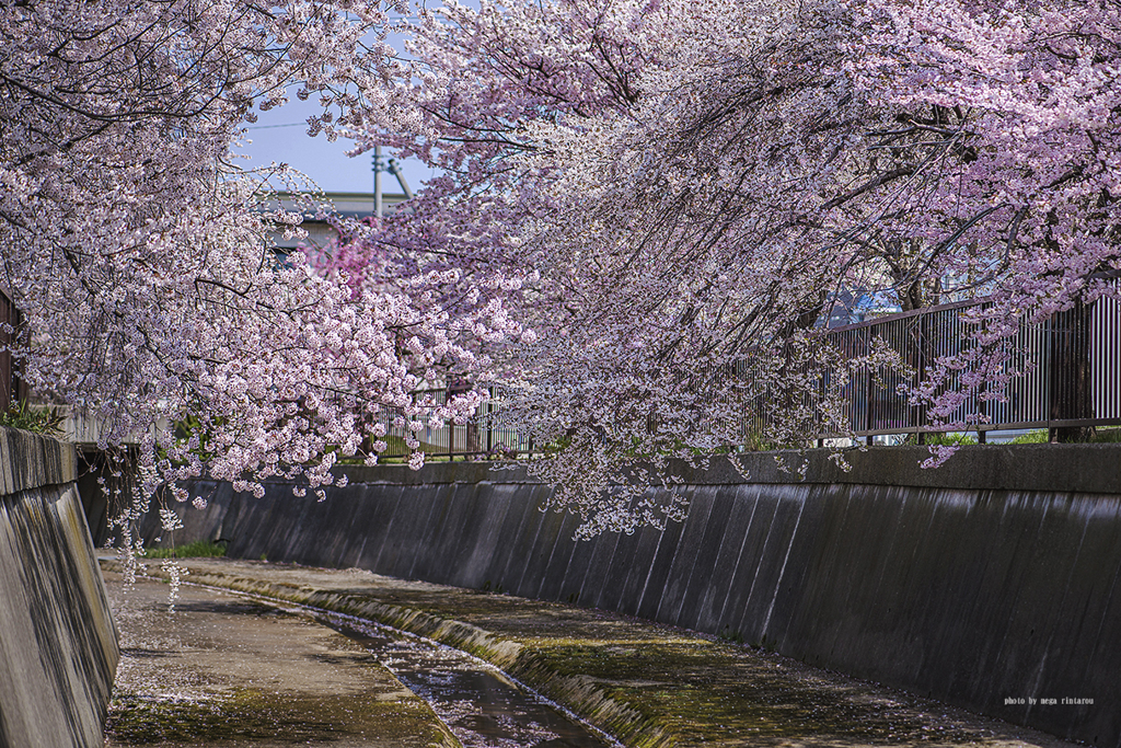 北海道　春に撮った写真⑩　札幌市　手稲区　旧軽川の桜2025①
