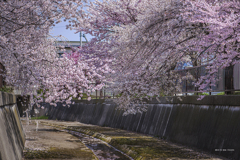 北海道　春に撮った写真⑩　札幌市　手稲区　旧軽川の桜2025①