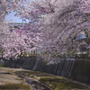 北海道　春に撮った写真⑩　札幌市　手稲区　旧軽川の桜2025①