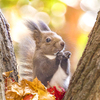 北海道　秋に撮った写真㉓　秋のエゾリス　札幌市にて