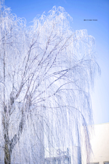 北海道　春に撮った写真②（早春）　【しだれ樹氷】
