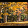 北海道　秋に撮った写真㉒　北海道神宮の秋