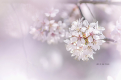 北海道　春に撮った写真⑪　札幌市　手稲区　旧軽川の桜2025②