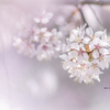 北海道　春に撮った写真⑪　札幌市　手稲区　旧軽川の桜2025②