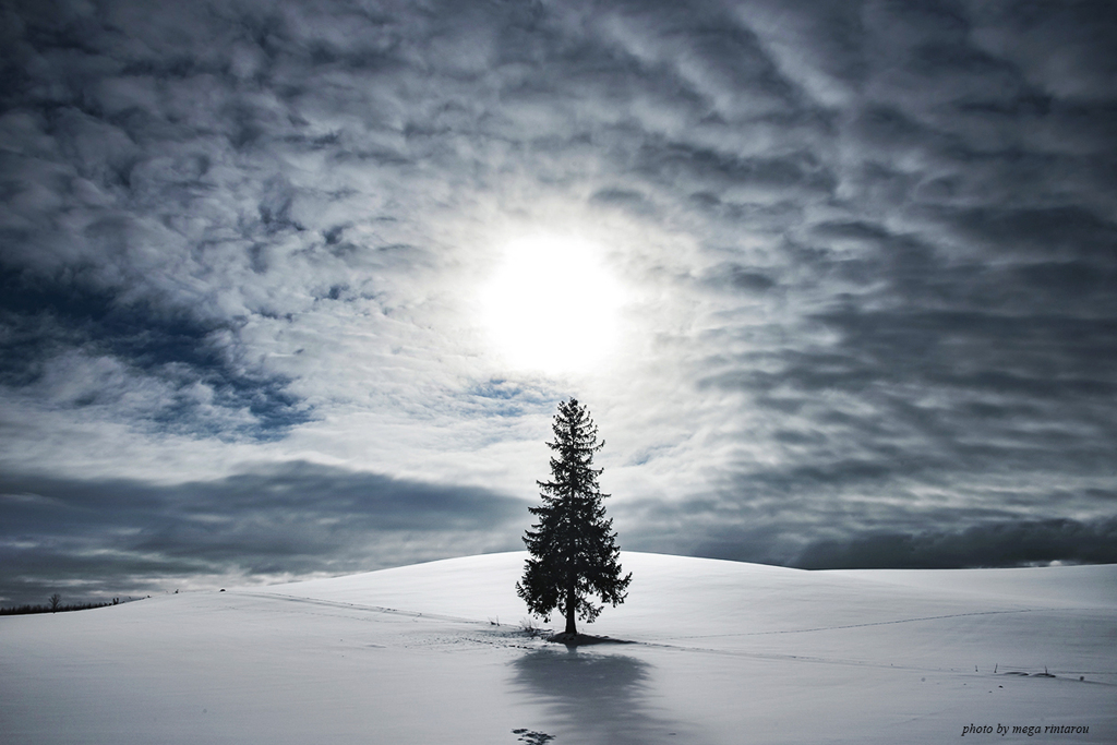 北海道　冬に撮った写真69　美瑛　冬のクリスマスツリーの木②