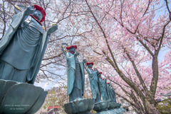 北海道　春に撮った写真⑬　小樽　天上寺　桜と６地蔵尊