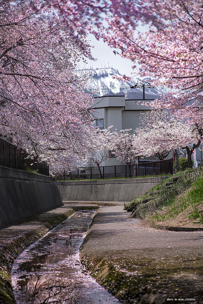 北海道　春に撮った写真⑪　札幌市　手稲区　手稲山と旧軽川の桜2025