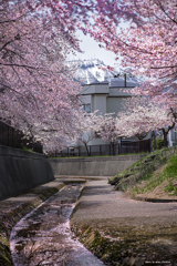 北海道　春に撮った写真⑪　札幌市　手稲区　手稲山と旧軽川の桜2025