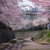 北海道　春に撮った写真⑪　札幌市　手稲区　手稲山と旧軽川の桜2025