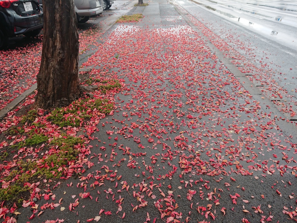 通勤路201029