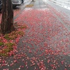 通勤路201029
