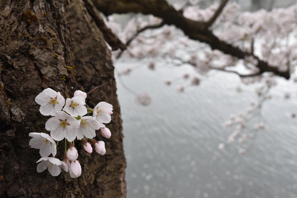 桜