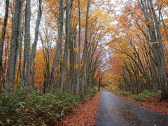 八甲田山 法量の峠